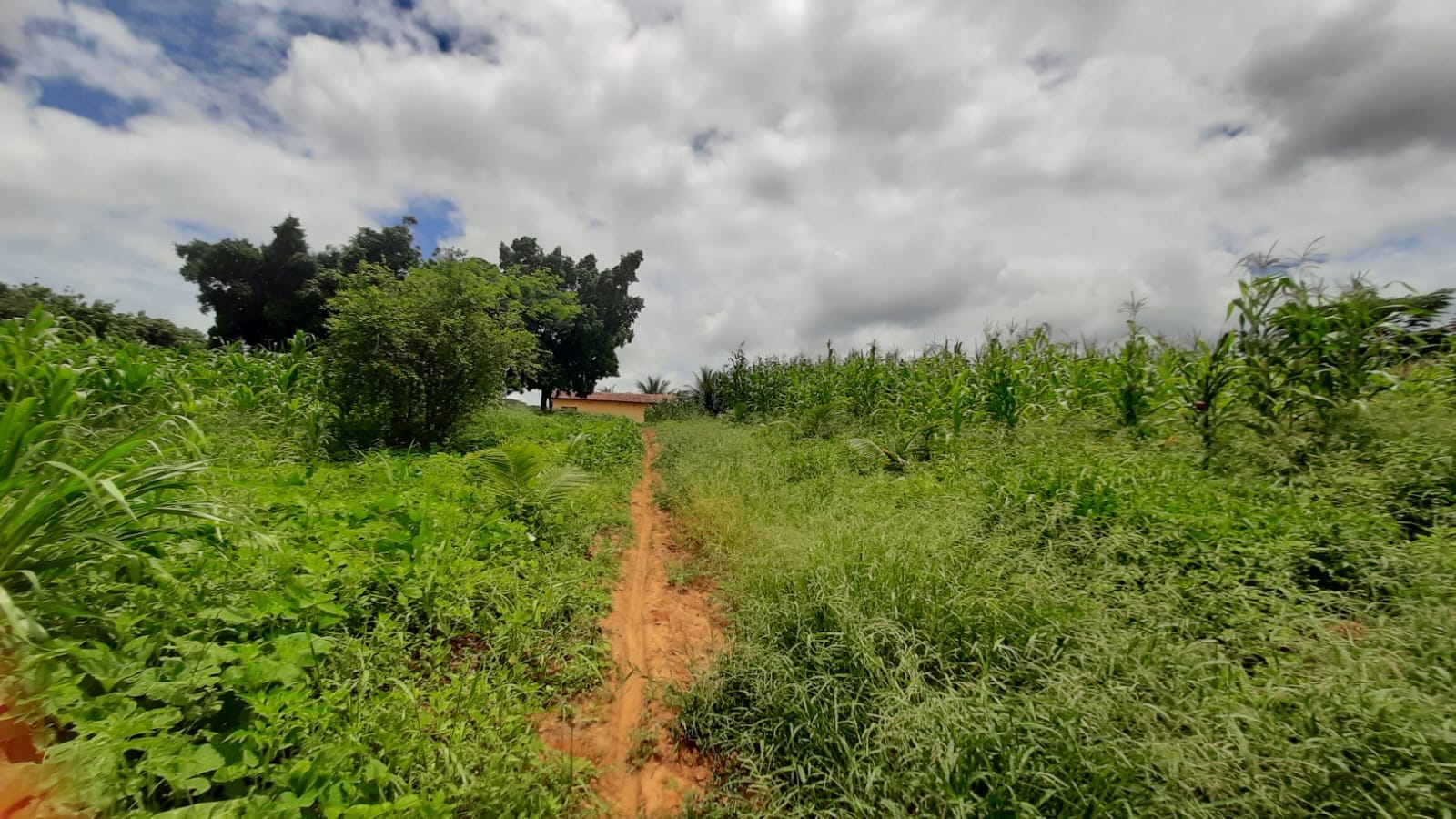 Chácara à venda, Zona Rural, Coronel Murta, MG