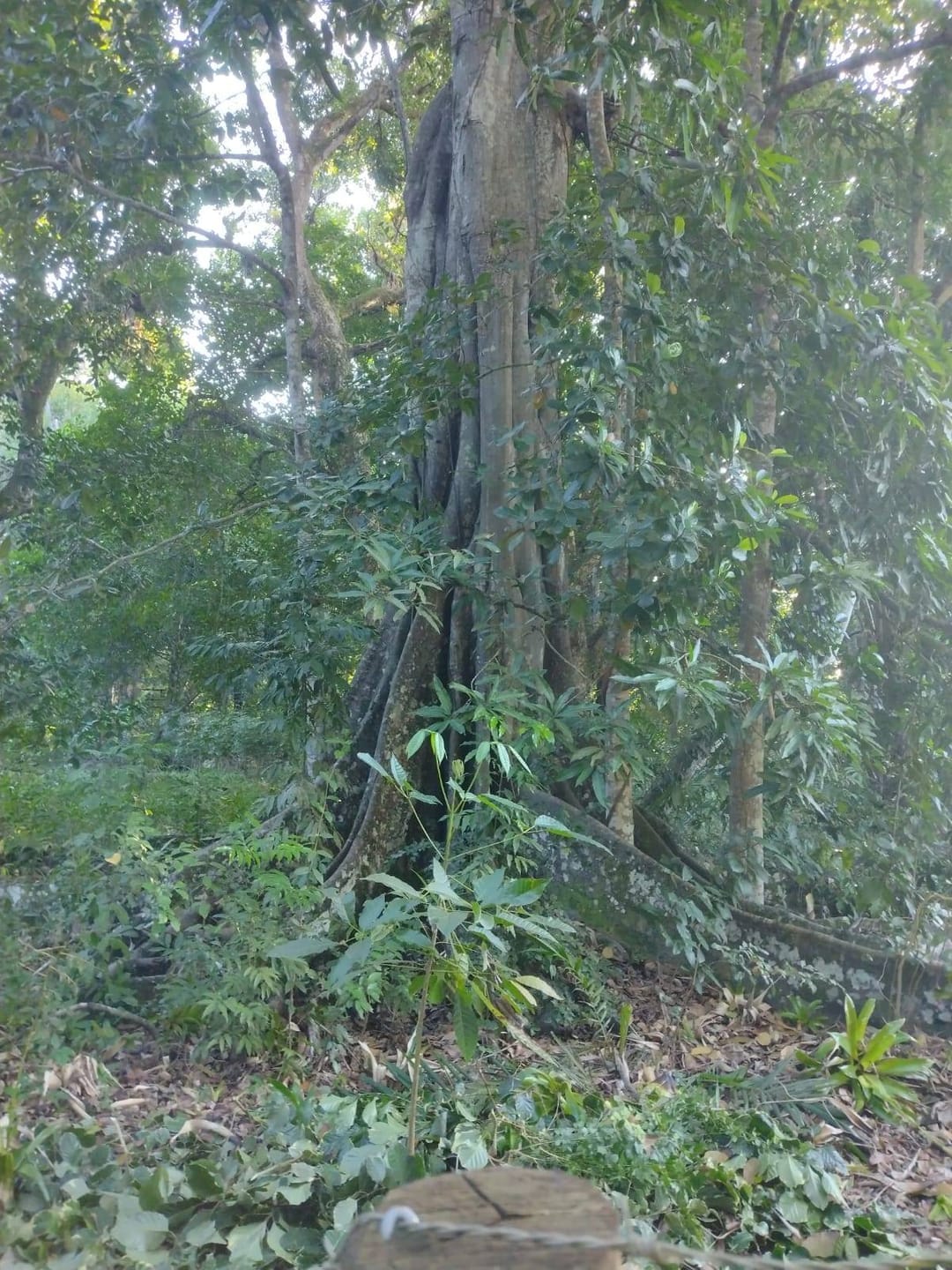 Foto 5