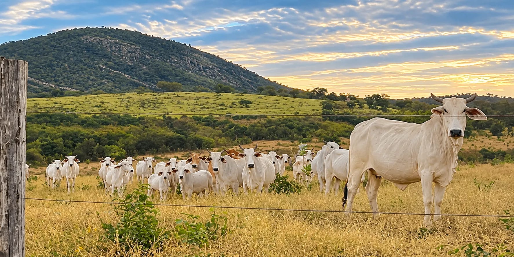 Fazenda à venda, Itinga, Itinga, MG